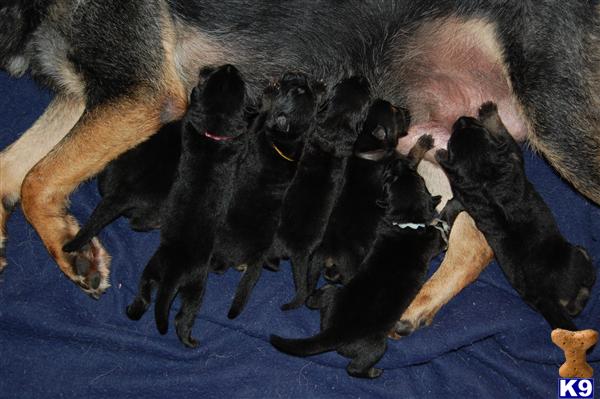 Bi-Color puppies